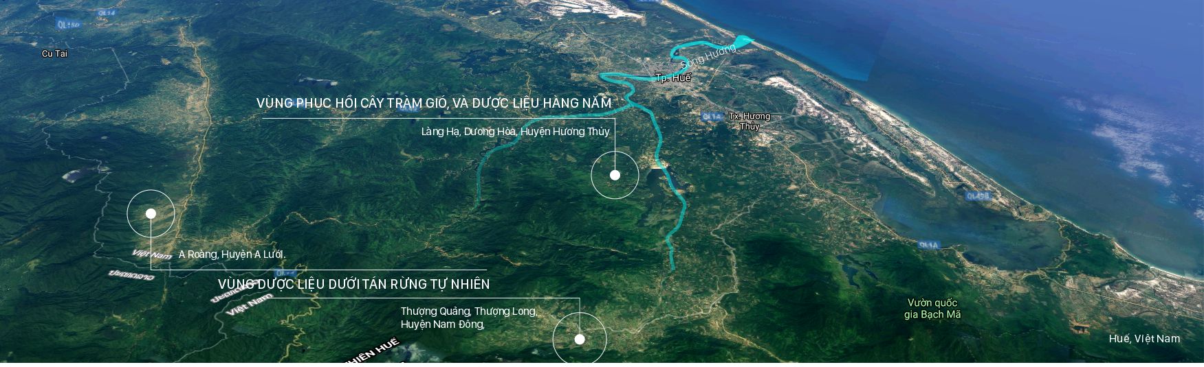 Vùng trồng nguyên liệu của Thiên Niên xanh